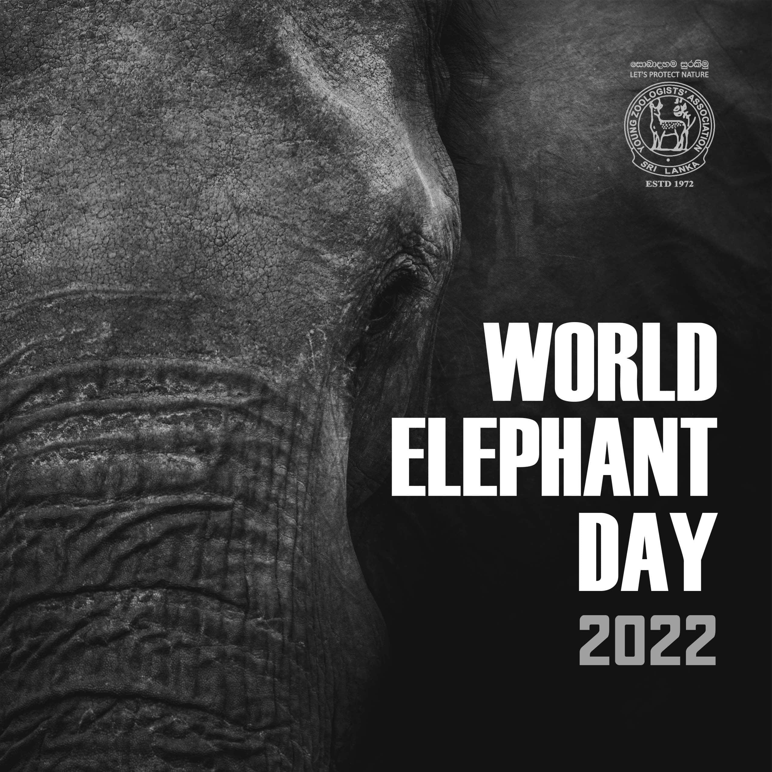 World Elephant Day 2022 YZA Sri Lanka