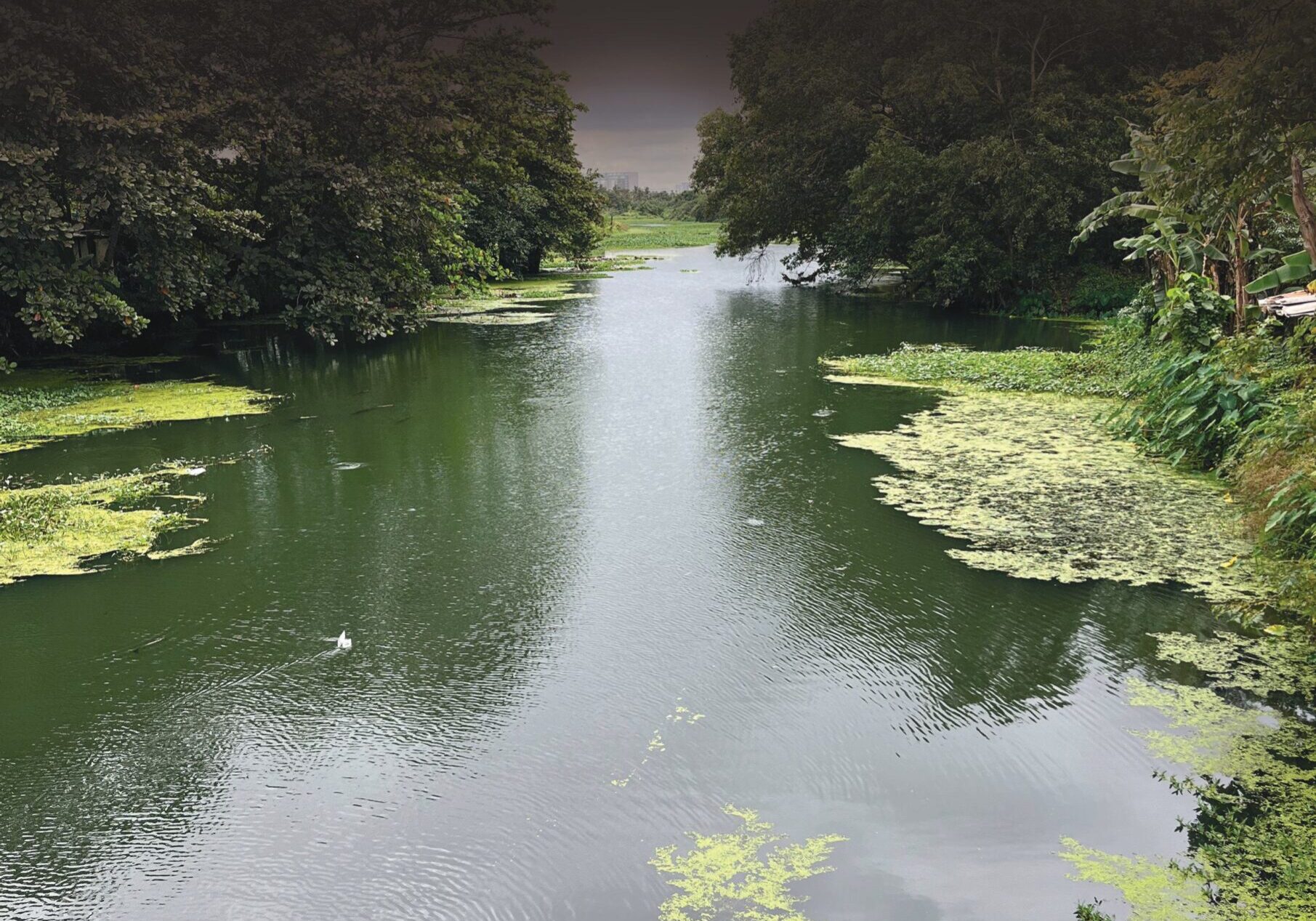 NATURALIST 2025 VOl - XII NO - 2-images-0