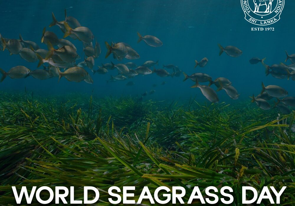 Seagrass day1_page-0001