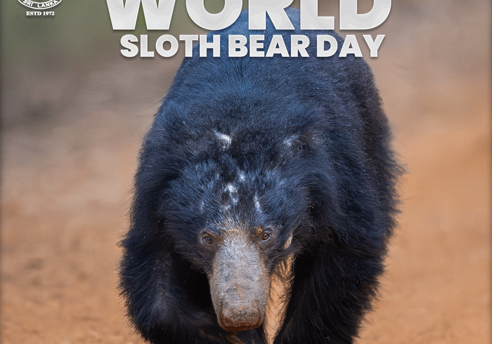 Sloth bear day ENG cover