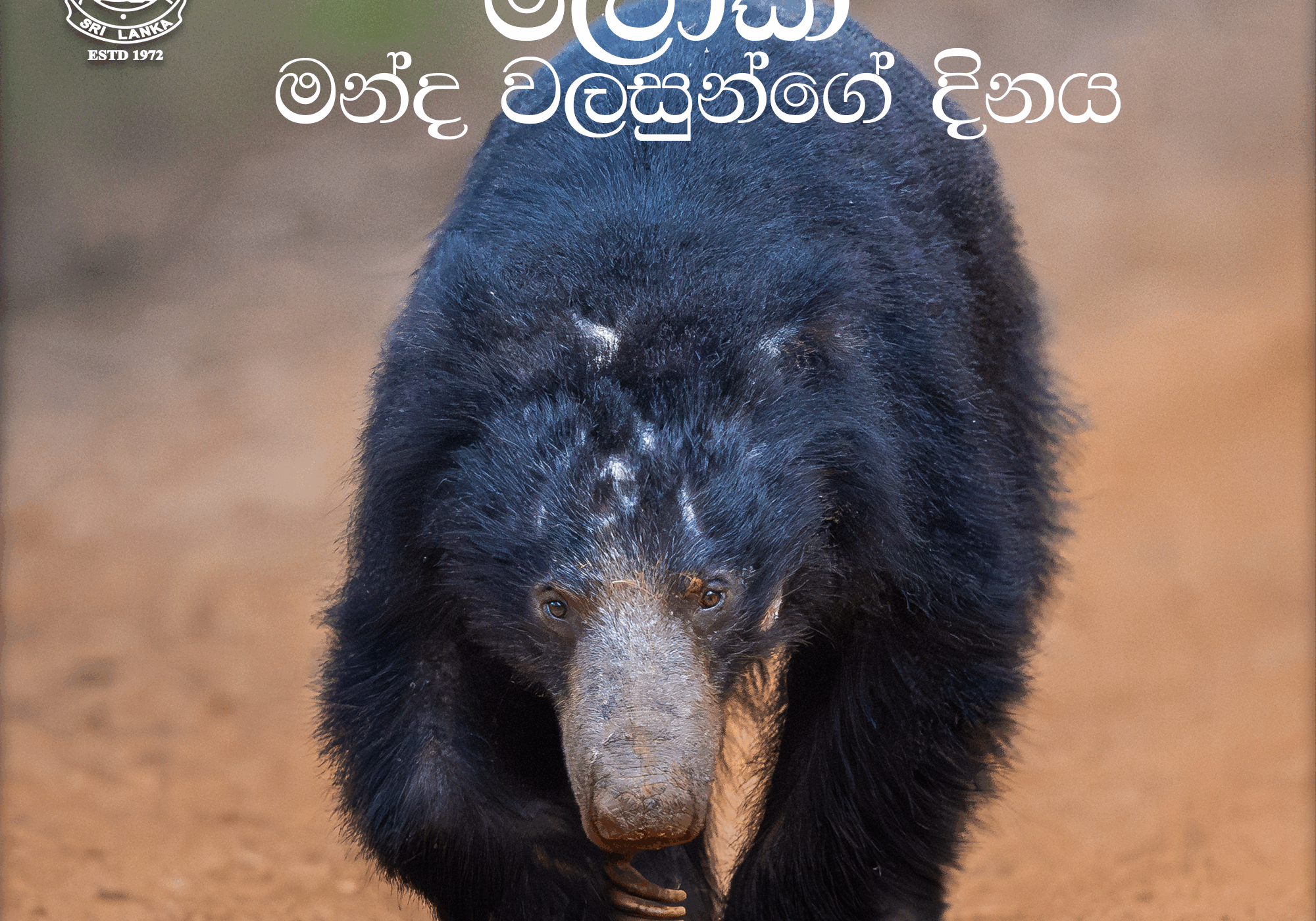 Sloth bear day SIN cover