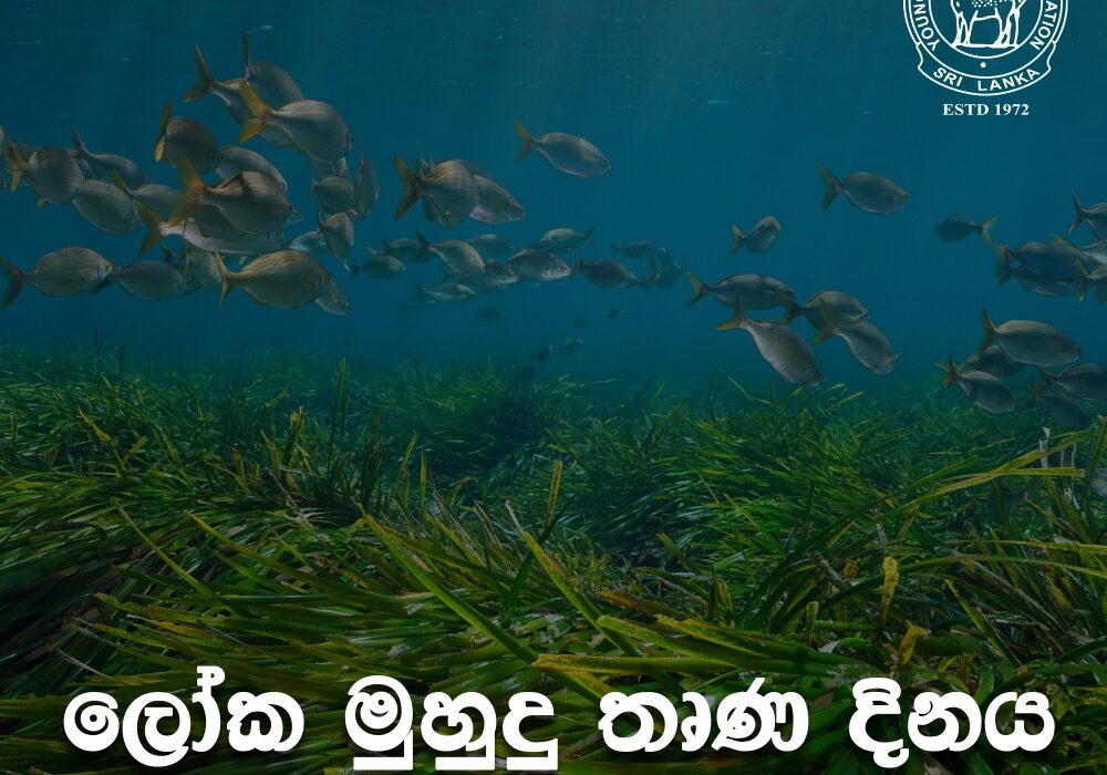 seagrassday sinhala1_page-0001